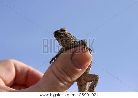 En Californien hegn lizard alias Elgaria multicarinata multicarinata eller Alligator lizard sidder på min th