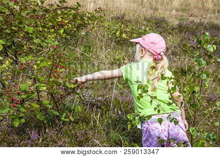 Little Girl Picking Fresh Wild Raspberries In Field In Denmark - Europe