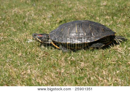 แก้มแดง 