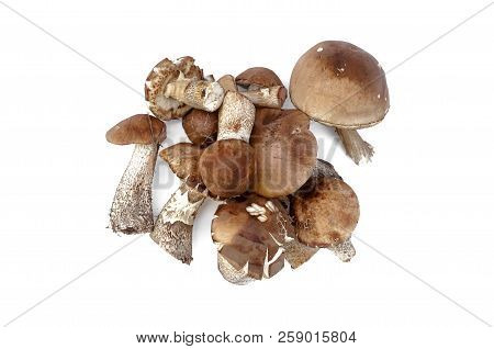Heap Of Brown Cap Boletus Lessinum Scabrum Isolated On White Background.