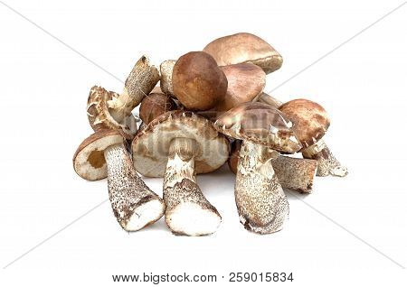 Heap Of Brown Cap Boletus Lessinum Scabrum Isolated On White Background.