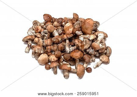 Heap Of Brown Cap Boletus Lessinum Scabrum Isolated On White Background.