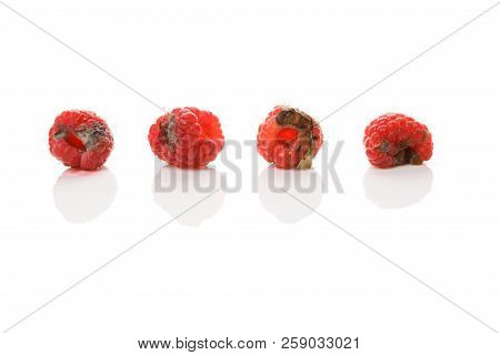 Rotten Raspberries With Mold Isolated On White Background. Uneatable Unhealthy Fruit.