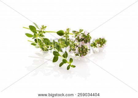Wild Thyme Flowers And Leaves Close-up On A White Background. Breckland Thyme. Culinary And Medicina