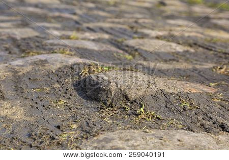 Detail Of The Famous Cobbelstone Road Located In The Forest Of Arenberg In North Of France. On Such 