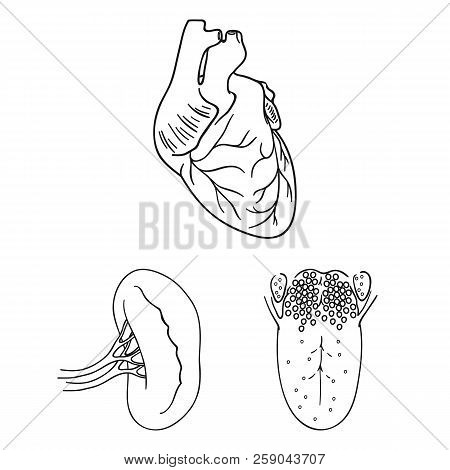 Human Organs Outline Icons In Set Collection For Design. Anatomy And Internal Organs Vector Symbol S