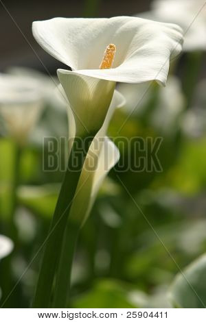 gyönyörű callalily virágok