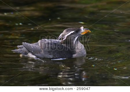 Rhinoseros Awklet