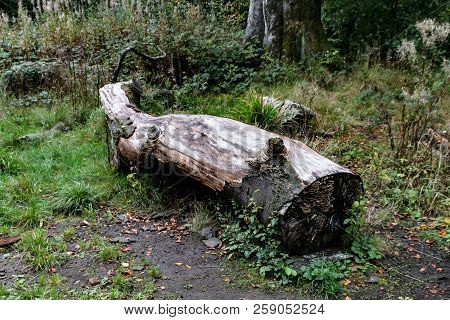 A Small Log On The Floor Of A Wood