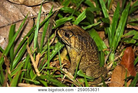 Frog In Grass With Fallen Leaves Extreme Close Up, Anuran At Night