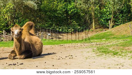 Single Brown Camel With Double Humps Looking In The Camera Animal Portrait