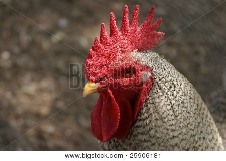 ein Banty rooster