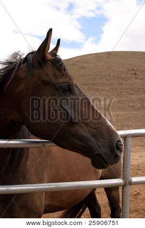 güzel ve benzersiz dostu at çekim