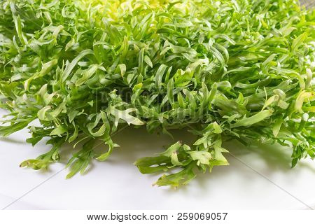 Side View Of Green Frisee Lettuce, Isolated On White, Horizontal Aspect
