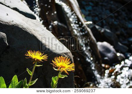 Beautiful Flowers Growing At A Height In The Mountains