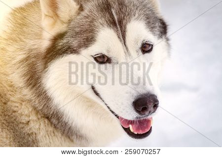 Sled Dog Siberian Husky Breed Looks Around. Husky Dog Has Black And White Fur Color. Snowy White Bac