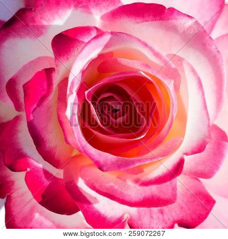Brilliant Pink Rose Close Up Photography. Makro Photo.