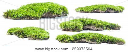 Green Moss Isolated On White Background Close Up.