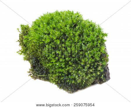 Green Moss Isolated On White Background Close Up..
