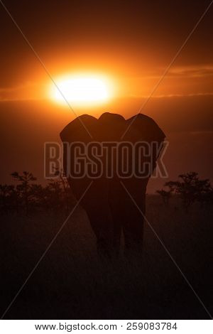 African Elephant In Grass Silhouetted At Sunset