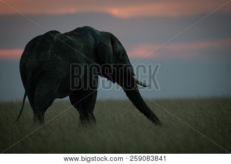 African Elephant Stretching Out Trunk At Sunset