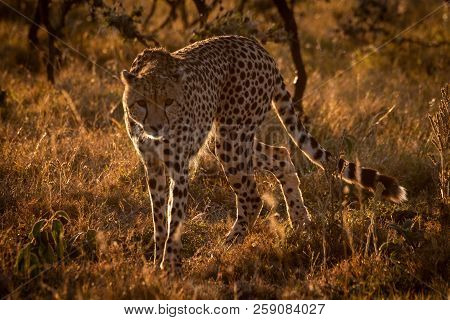 Backlit Cheetah Turning Towards Camera At Sunset