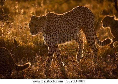 Backlit Cheetah Walks With Cubs At Sunset