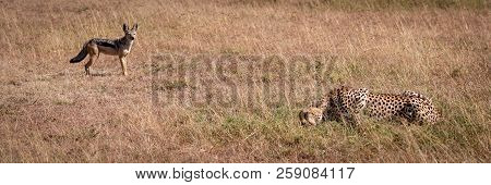 Black-backed Jackal Stands Watching Cheetah Eat Kill