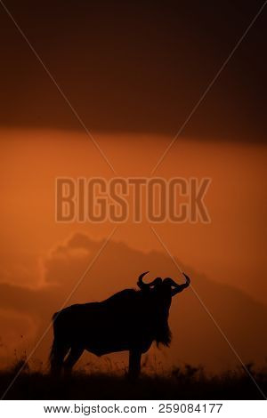 Blue Wildebeest Silhouetted On Horizon At Sundown