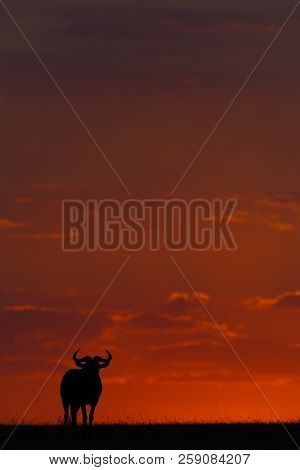 Blue Wildebeest Standing In Silhouette At Sunset
