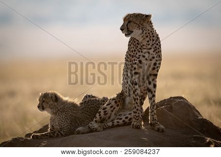 Cheetah And Cub Backlit On Termite Mound