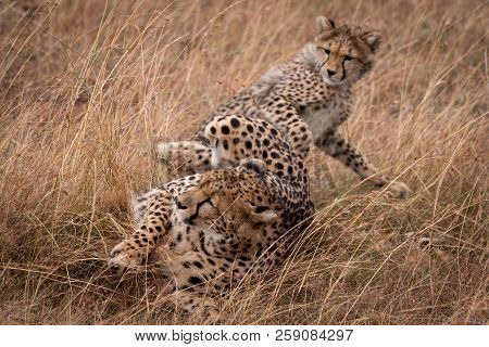 Cheetah And Cub In Grass Play Fighting