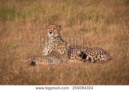 Cheetah And Cub Lie Staring Over Savannah