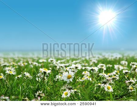 Felt af Tusindfryd med Bright solen på himlen