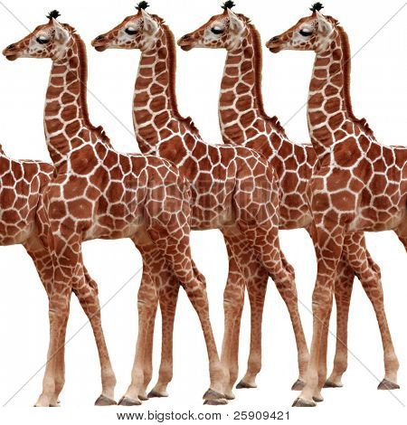 Yukarı Multi-Giraffe Yapıştır