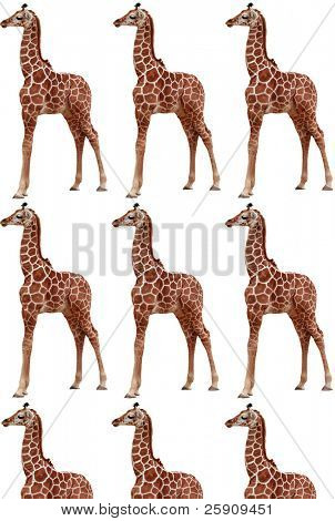 Multi-Giraffe beyaz hamur