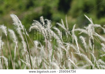 Closeup Image Of White Grass Flower Call Cogongrass (imperata Cylindrica) Under Bright Sun