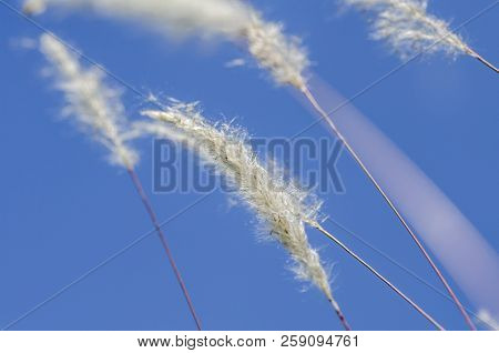 White Grass Flower Call Cogongrass (imperata Cylindrica) Under Bright Sunny Day And Blue Sky Backgro