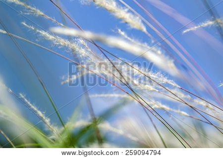 White Grass Flower Call Cogongrass (imperata Cylindrica) Under Bright Sunny Day And Blue Sky Backgro
