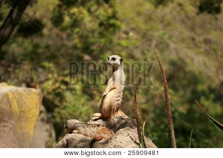 Meerkat 