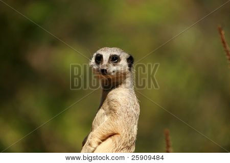 Meerkat 