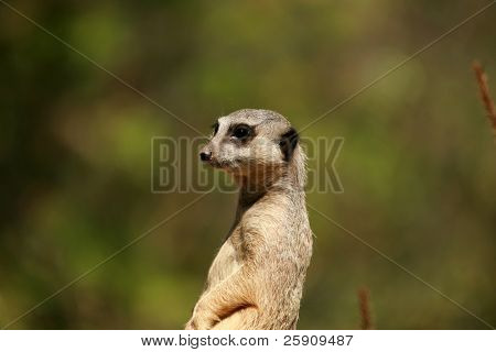 Meerkat 