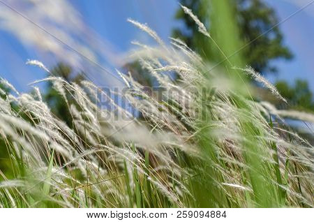 White Grass Flower Call Cogongrass (imperata Cylindrica) Under Bright Sunny Day And Blue Sky Backgro