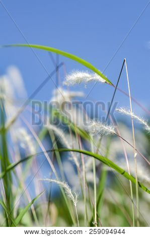 White Grass Flower Call Cogongrass (imperata Cylindrica) Under Bright Sunny Day And Blue Sky Backgro
