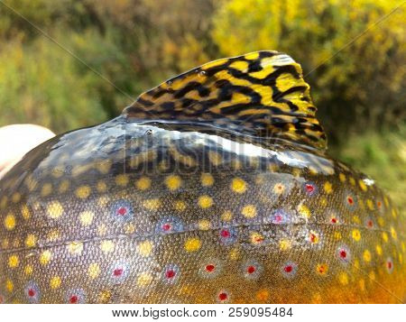 Bright Colors Of A Brook Trout And Its Dorsal Fin