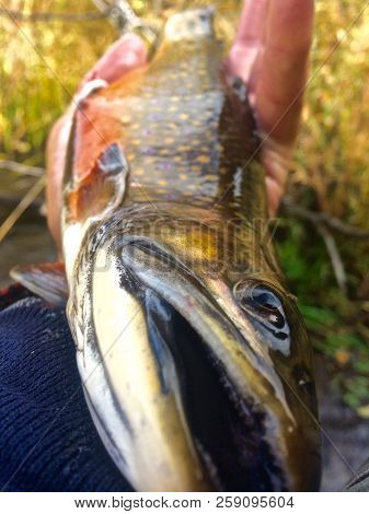 Brightly Colored Brook Trout Held In Fishermens Hand