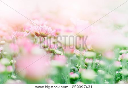 Pink And White Chrysanthemum Flower In Garden