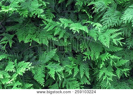 Beautiful Green Christmas Leaves Of Thuja Trees. Thuja Twig, Thuja Occidentalis Is An Evergreen Coni