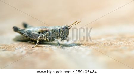 Brown Locust Insect Resting On The Ground, Web Banner, Background