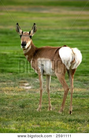 Antilop
